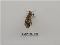 藏品(尺蠖蛾科)的圖片